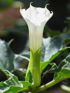 Photo: Thornapple flower