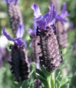 Photo: Topped Lavender Flower