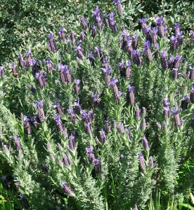 Photo: Topped Lavender Plant