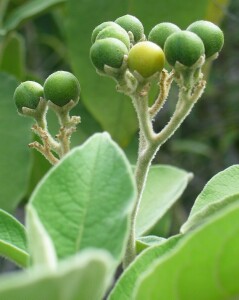 Tree tobacco fruit