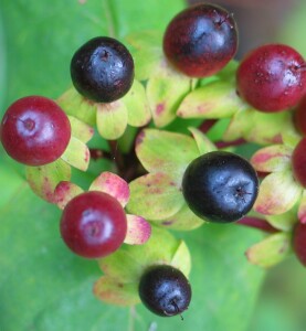 Photo: Tutsan berries