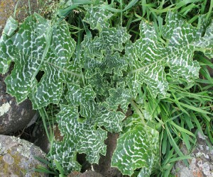 Photo: Variegated Thistle plant