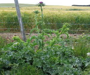 Photo: Variegated Thistle plant with flowers