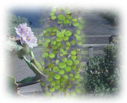 Photo: Water Hyacinth Montage