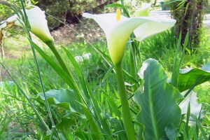 Photo: White Arum Lilies