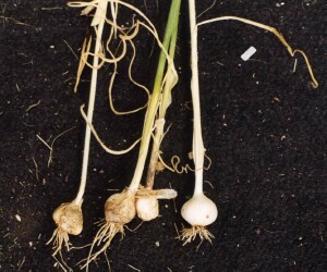Photo: Wild Garlic bulbs