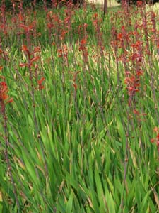 Image:  Wild Watsonia plants