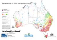 Distribution of S. alba X matsudana  in Australia