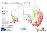 Distribution of S. babylonica in Australia
