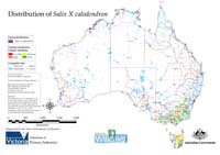 Distribution of S. X calodendron  in Australia