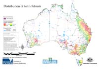 Distribution of S. chilensis in Australia
