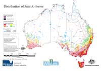 Distribution of S. cinerea in Australia