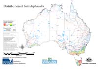 Distribution of S. daphnoides in Australia
