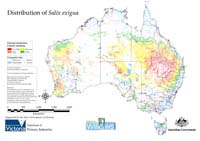 Distribution of S. exigua in Australia