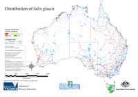 Distribution of S. glauca in Australia