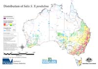 Distribution of S. pendulina in Australia