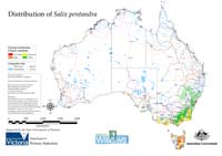 Distribution of S. pentandra in Australia
