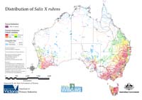 Distribution of S. rubens in Australia
