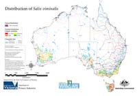Distribution of S. viminalis in Australia