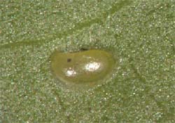 Willow Sawfly egg