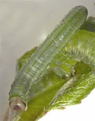 Willow Sawfly larva