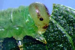 Willow Sawfly larva