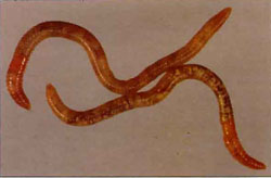 Orange-saddle worm