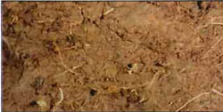 Soil fertility image 2