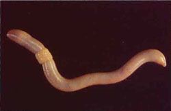 Yellow-tail worm
