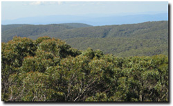 Photo: View from Mount Baw Baw summit.