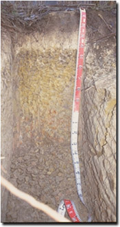 Photo: Site CFTT 9 Soil Profile