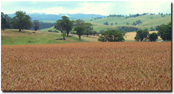 Photo: Site EG2 Soil Landscape