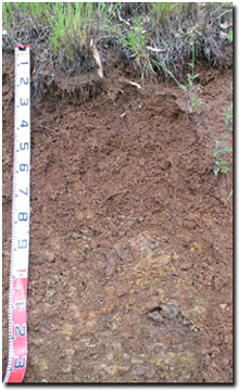 Photo: Site EG2 Soil Profile