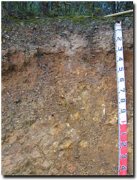 Photo: Site EG4 Soil Profile