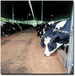 Photo: A feedpad used for on-off grazing