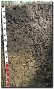 Photo: Site GP41 Soil Profile