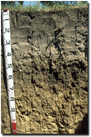Photo: Site GP42 Soil Profile