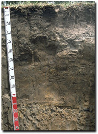 Photo: Site GP45 Soil Profile