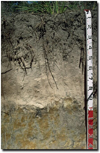 Photo: Site GP48 Soil Profile