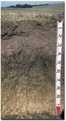 Photo: Soil Site GP51 Profile