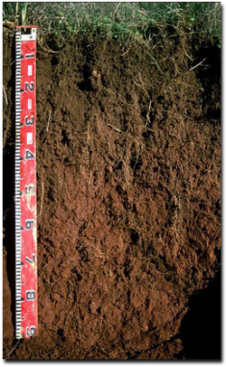 Graph: Soil Site SG13 Profile