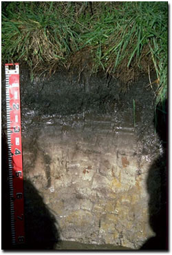 Photo: West Gippsland Soil Site SG1 Profile
