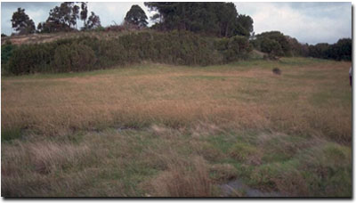 Photo: West Gippsland Soil Site SG4 Landscape