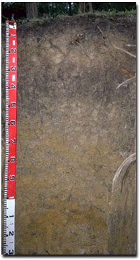 Photo: Soil Site SG7 Profile