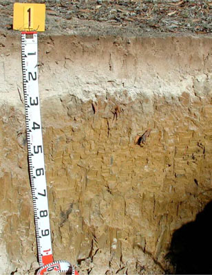 WLRA - soil pit ALRA64 - profile