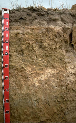 WLRA - soil pit LS10- profile
