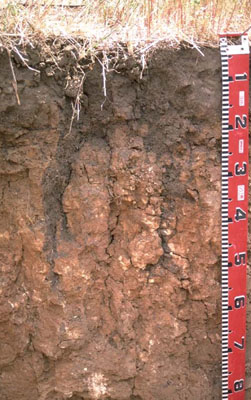WLRA - soil pit LS11a- profile