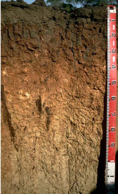 WLRA - soil pit LS13- profile