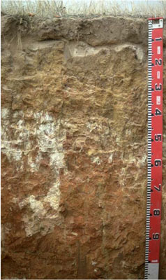 WLRA - soil pit LS17- profile