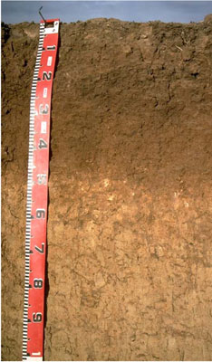 WLRA - soil pit LS8- profile